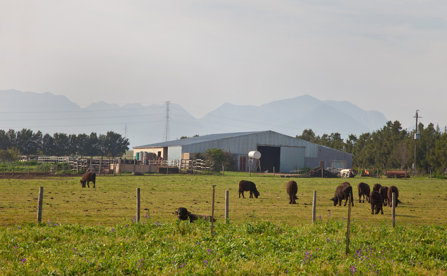 buffaloridgefarm6